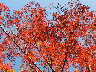 養老渓谷の紅葉