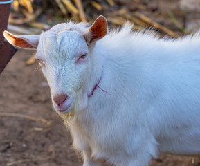 Goat breeding. A young male Goat in a cattle pen. The farming of livestock.