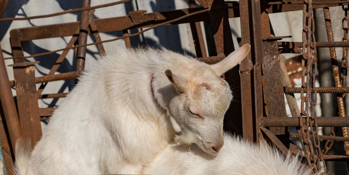 Goat breeding. Love couple. Reproduction season-spring rutting. Courtship and copula in cloven-hoofed animals. The farming of livestock.