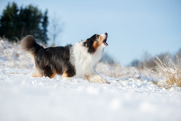 A dog of the Australian shepherd breed plays