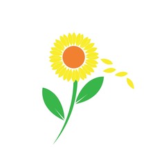 sun flower illustration vector