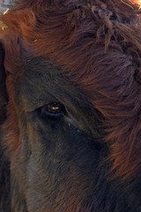 close up of an ox eye