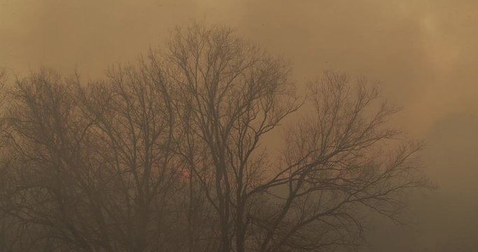 A tree on a background of burning grass in the background a lot of smoke that is getting bigger and thicker.