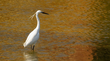 White Egret