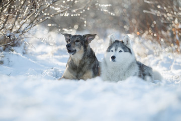 Fototapeta premium Austarlian sheepdogs sit together in the snow.
