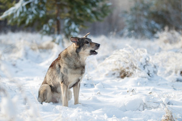 The dog is sitting in the snow
