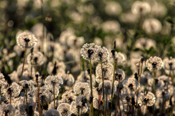 Morning dew on the plant in soft focus. Shallow depth of field