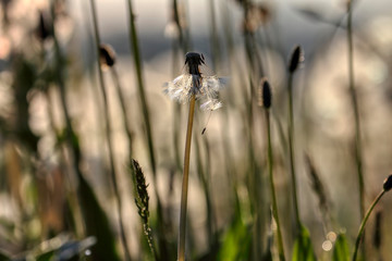 Morning dew on the plant in soft focus. Shallow depth of field