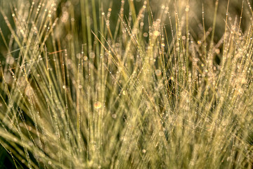 Morning dew on the plant in soft focus. Shallow depth of field