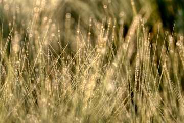 Morning dew on the plant in soft focus. Shallow depth of field