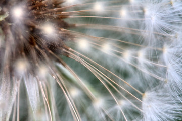 Morning dew on the plant in soft focus. Shallow depth of field