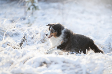 A dog of the Australian shepherd breed plays