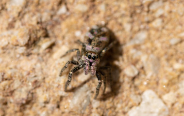 jumping spider close up with macro