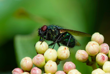 macro close up of the common house fly