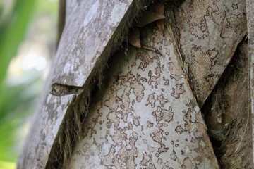 old tree trunk
