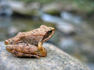 a frog on a wet stone