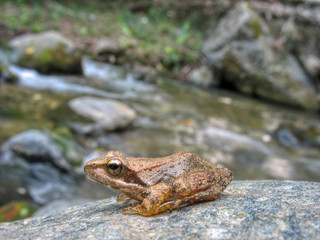 a frog on a wet stone