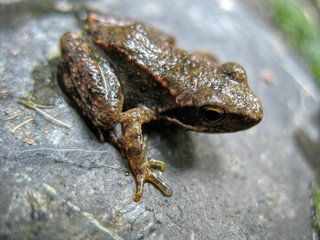 a frog on a wet stone