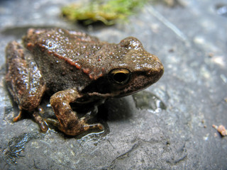 a frog on a wet stone
