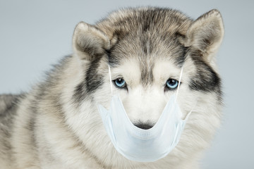 A dog in a medical mask. Siberian Husky with blue eyes