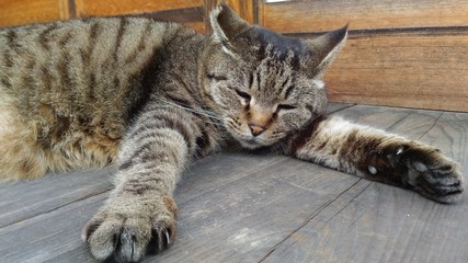 縁側で眠そうにしているキジトラ猫