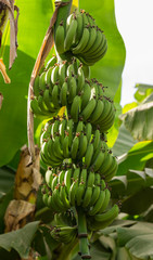 Musa acuminata is a species of banana native to Southeast Asia. Plant during the growing season, leaves, flowers, fruits.