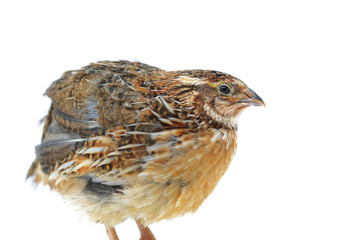 Quail on a white background