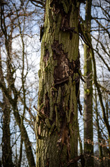 
old tree with fallen bark