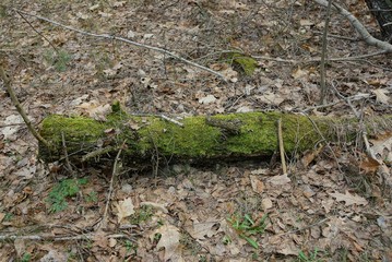 old log of a tree in green moss lies on dry leaves and ground in the forest in nature