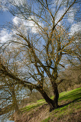 
strange tree branches