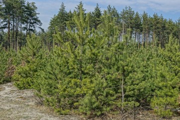 Fototapeta na wymiar small green coniferous pines in the dry grass in the forest