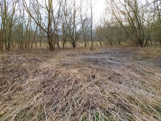 Dried common reed lying on the ground