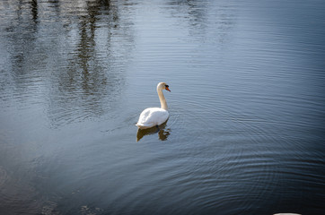 beautiful white swans in the park