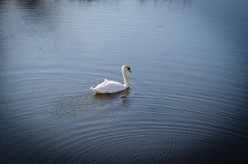 beautiful white swans in the park