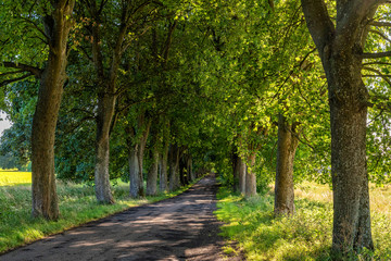 alley in summer in Poland