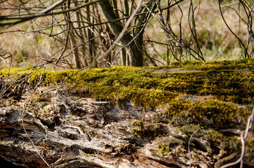 
old decayed tree with bark beetles with moss