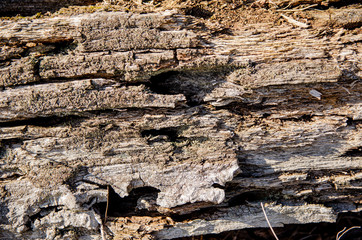 
old decayed tree with bark beetles