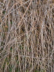 Dried common reed lying on the ground