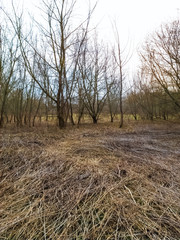 Fototapeta premium Dried common reed lying on the ground