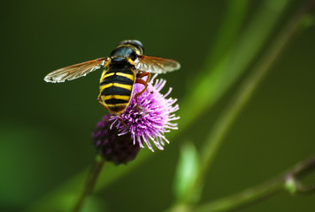 Flowering Great Burdock Arctium lappa with a bee on it head