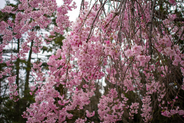A Blooming Cherry Blossom Tree in a Suburban Neighborhood