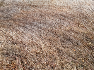 Dried common reed lying on the ground
