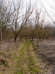 Local narrow road with dried common reed on the sides