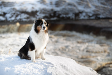 A dog of the Australian shepherd breed plays in the snow