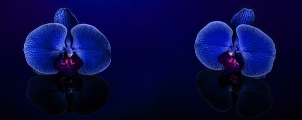 Panoramic view of two blue orchid flowers macro on navy blue background with reflection