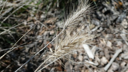 dry grass in the wind
