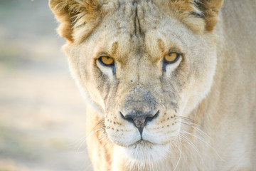 Fototapeta premium Gros plan d'une lionne en été avec un beau regard