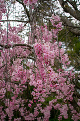 A Blooming Cherry Blossom Tree in a Suburban Neighborhood
