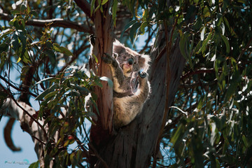 Koala en árbol