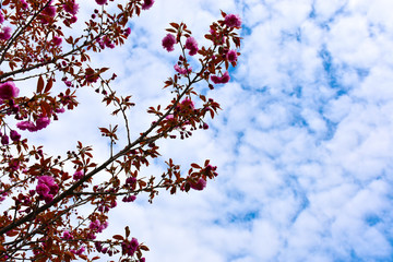 Cherry Blossom in Spring